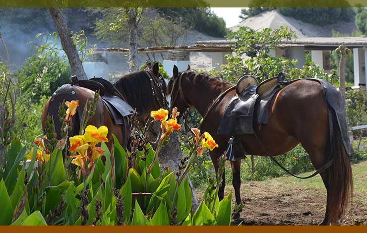 caballos-sierra-de-gredos