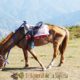 Montar a caballo en Candeleda: ¿cuáles son las mejores rutas?